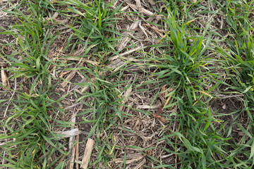 Close-up of rows of winter wheat and corn stubble cover in a no-till field in the autumn 