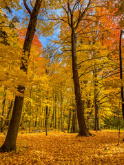Colors of autumn in 2024. Amazing views of  vibrant fall colors in Canada as seen by the naked eye and taken via iphone15 pro max.