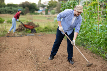 Male owner of plantation works on beds with hand tools, levels and loosens ground using rake. He...