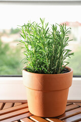 Aromatic rosemary plant in pot on wooden table near window indoors