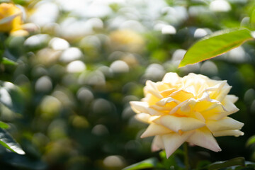 一輪の黄色い薔薇　秋バラ