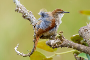Yellow-chinned spinetail 