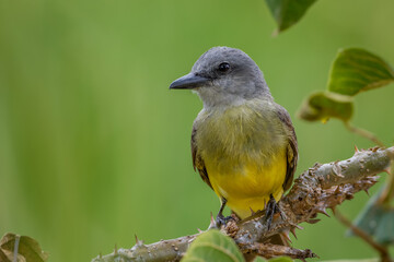 Tropical kingbird 