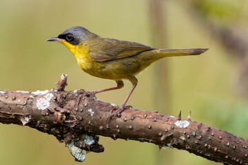 Masked-yellowthroat 
