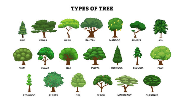 Different types of tree collection, sorts specimens, pine, cedar, babul, banyan, mango, juniper, ash, neem, guava, oak, peepal, hemlock, sequoia, pear, redwood, cherry, elm, peach, mahogany, chestnut.