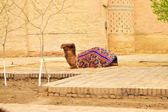 A camel in Khiva, Uzbekistan