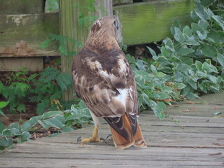 red tailed hawk