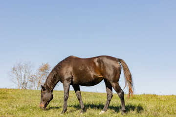 A retire Thoroughbred broodmare grazing in a green pasture with a blue sky. 
