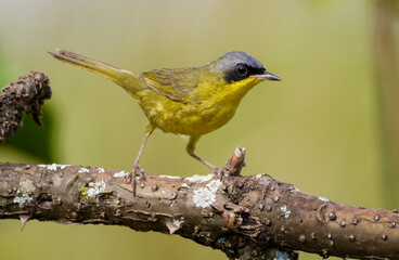 Masked-yellowthroat 