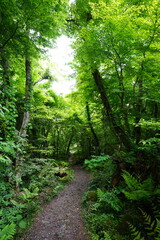 fine spring path in the gleaming sunlight