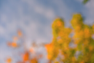 Defocused natural background sky and tree with yellow leaves. Defocus light autumn abstract, bokeh.