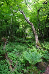 old wild forest in spring