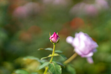紫色の薔薇の蕾　秋バラ