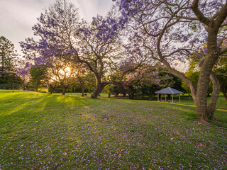 Jacarandas Springtime Bloom in Parkland Picnic Table