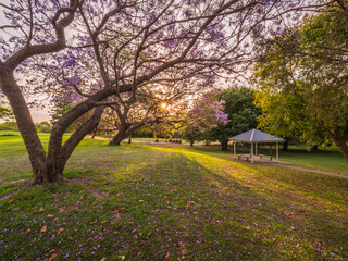 Jacarandas Springtime Bloom in Parkland Picnic Table
