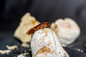 Cockroach on the bread in bad condition, decomposed and bad smell. Garlic bread has harmful fungi