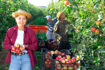 Obraz premium Youthful woman with apples in hands standing amongst trees in plantation. Her co-workers harvseting apples.