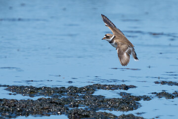 Semi-Palmated Plover Forages on a Tidal Mudflat 