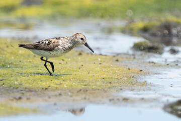 Western Sandpiper Foraging on a Tidal Mudflat