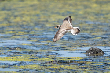 Semi-Palmated Plover Forages on a Tidal Mudflat 