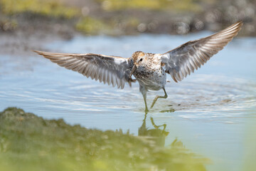 Western Sandpiper Foraging on a Tidal Mudflat