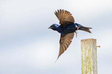 Iridescent Purple Martins Near Their Nesting Box