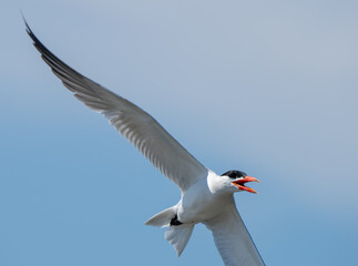 Caspian Tern Patrols His Territory