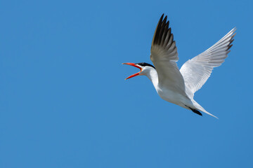 Obraz premium Caspian Tern Patrols His Territory
