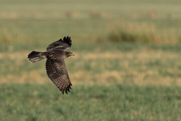 Beautiful Young Red-Tailed Hawk in Flight