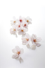 Obraz premium 桜の花の置かれた春の日本のインテリアイメージ