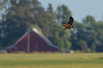 Beautiful Young Red-Tailed Hawk in Flight