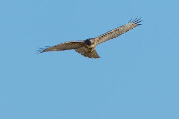Beautiful Young Red-Tailed Hawk in Flight