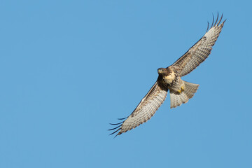 Beautiful Young Red-Tailed Hawk in Flight