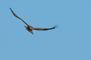 Beautiful Young Red-Tailed Hawk in Flight