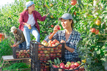 Portrait of asian female farmer enjoying freshly picked sweet ripe apple in farm orchard during...
