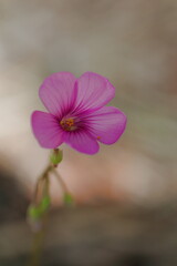 木漏れ日の中のピンクのイモカタバミ