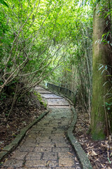 Stone path winding through a lush green forest, inviting exploration and tranquility