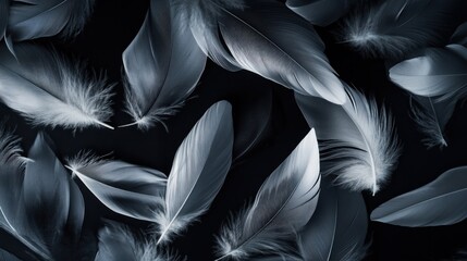 Fototapeta premium Feathers on Black Background