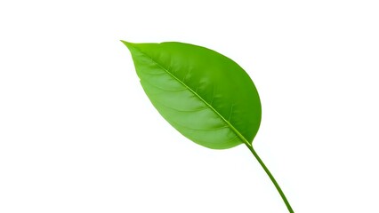 Obraz premium Green Leaf Icon on White Background