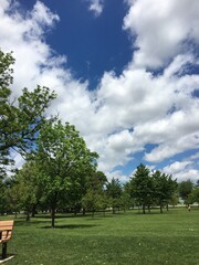 Serene park with trees and a blue sky