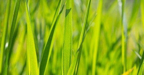 Naklejka premium green grass abstract blurry background banner