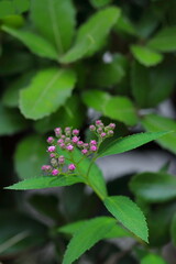小さなピンクのシモツケの花