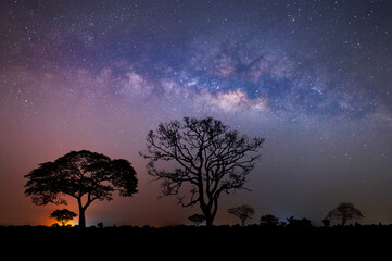 Landscape Milky way with stars,silhouette tree in africa.Tree silhouetted against a setting...
