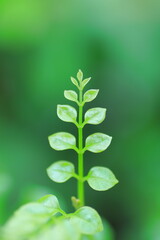 小さなナズナの花の芽