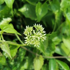 Close up of a green flower blossom macro close up

