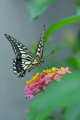 ランタナの花にとまるアゲハチョウ