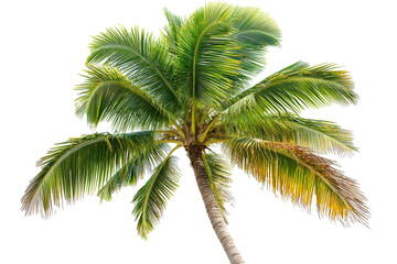 PNG Image of Coconut tree