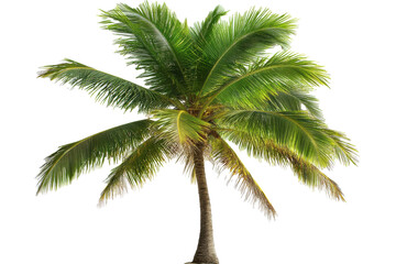 Obraz premium PNG Image of Coconut tree
