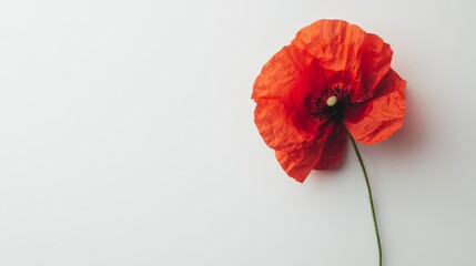Single Red Poppy Flower on White Background with Copy Space - Minimalist Floral Photography