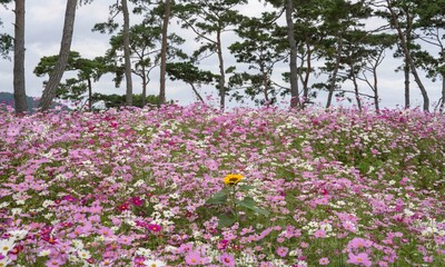 소나무 동산에 핀 가을꽃 코스모스